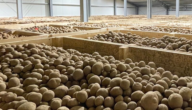 agricultural-storage-800 Agicultural Storage hall with crates of potatoes