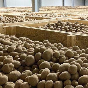 Agricultural storage of potatoes