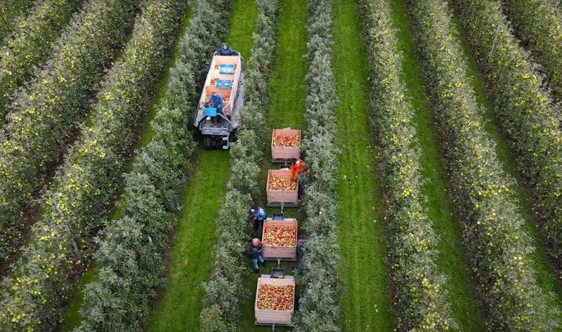fruit-picking-from-above Fruit picking in a field, seen from above