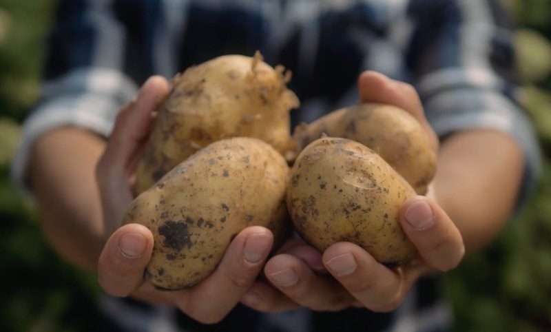 grower-with-potatoes-800 Grower with potatoes in their hand