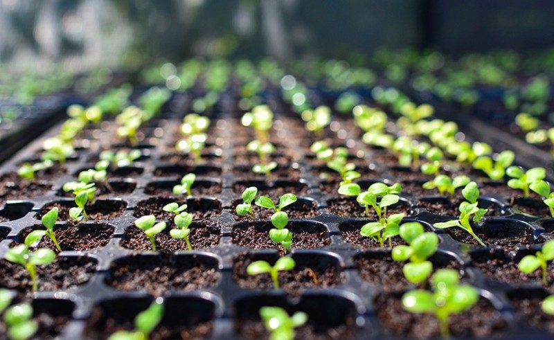 Row of seeds growing in an environment